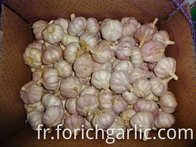 Normal White Garlic Fresh 2019